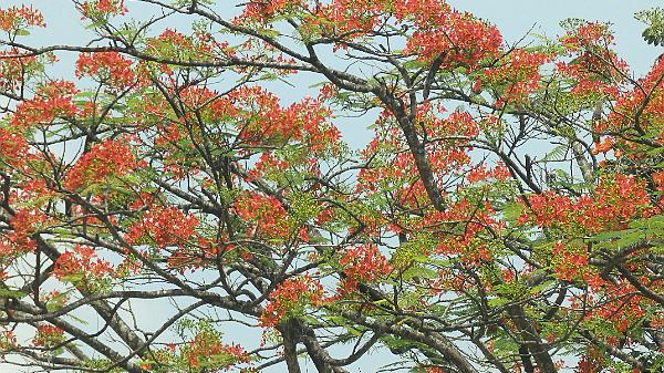 Alleppey (22)